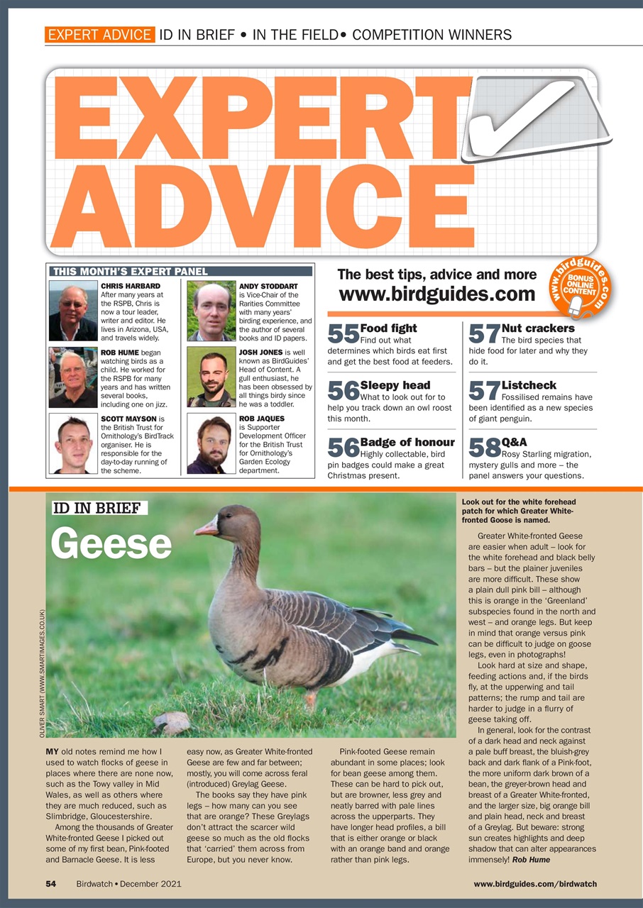 Birdwatch Magazine Preview Pages