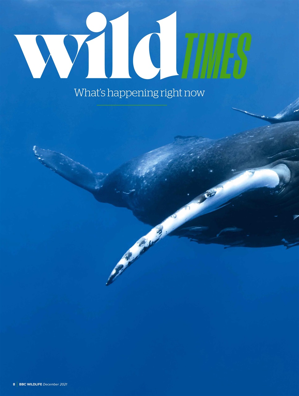 BBC Wildlife Magazine Preview Pages