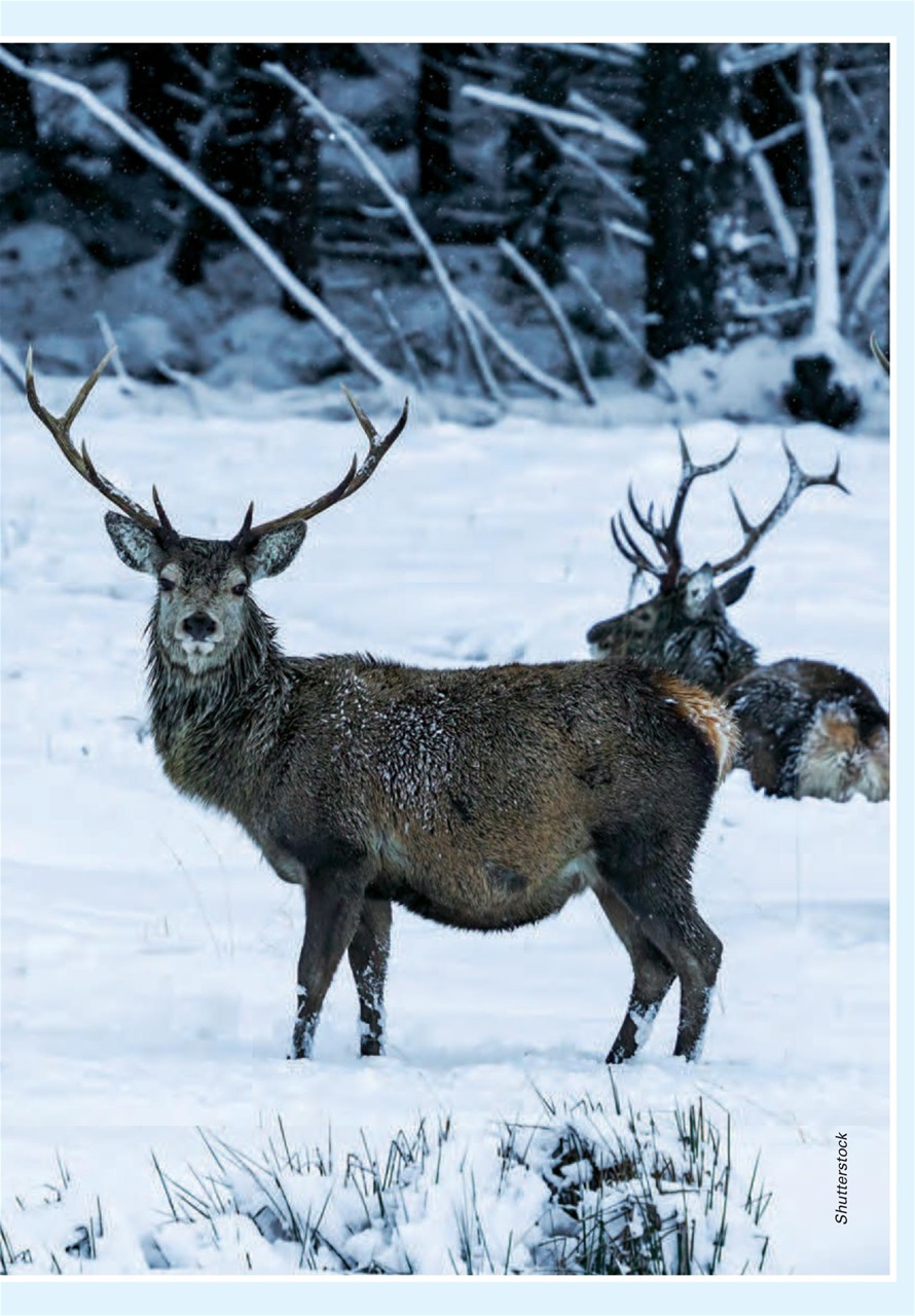 Evergreen Preview Pages