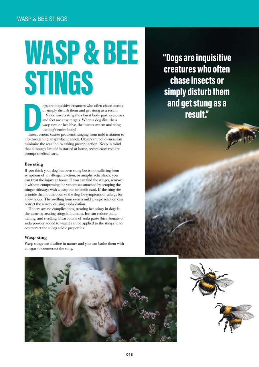 Edition Dog Preview Pages