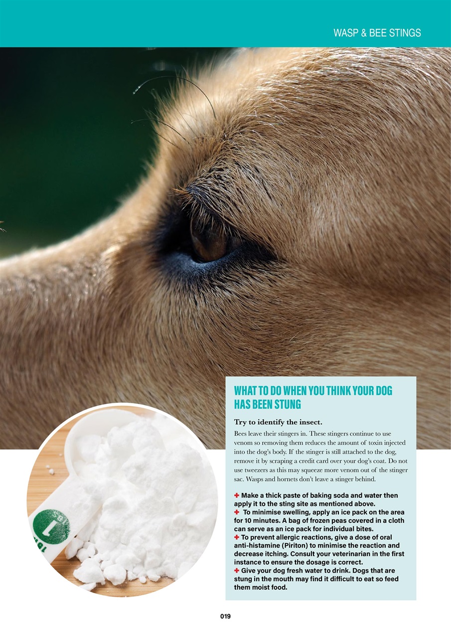 Edition Dog Preview Pages