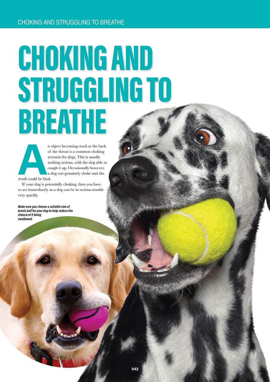 Edition Dog Preview Pages