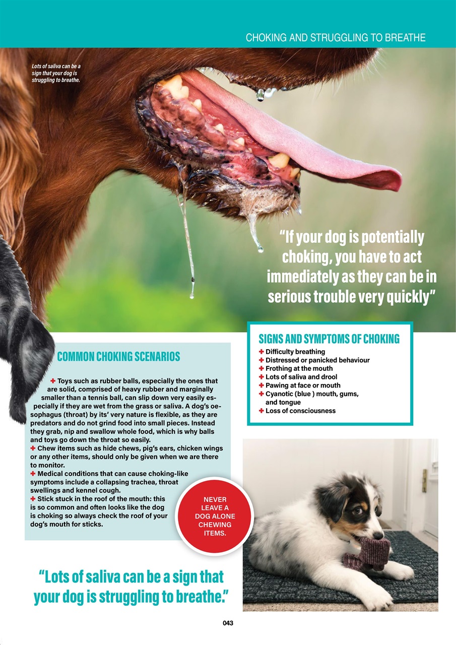 Edition Dog Preview Pages