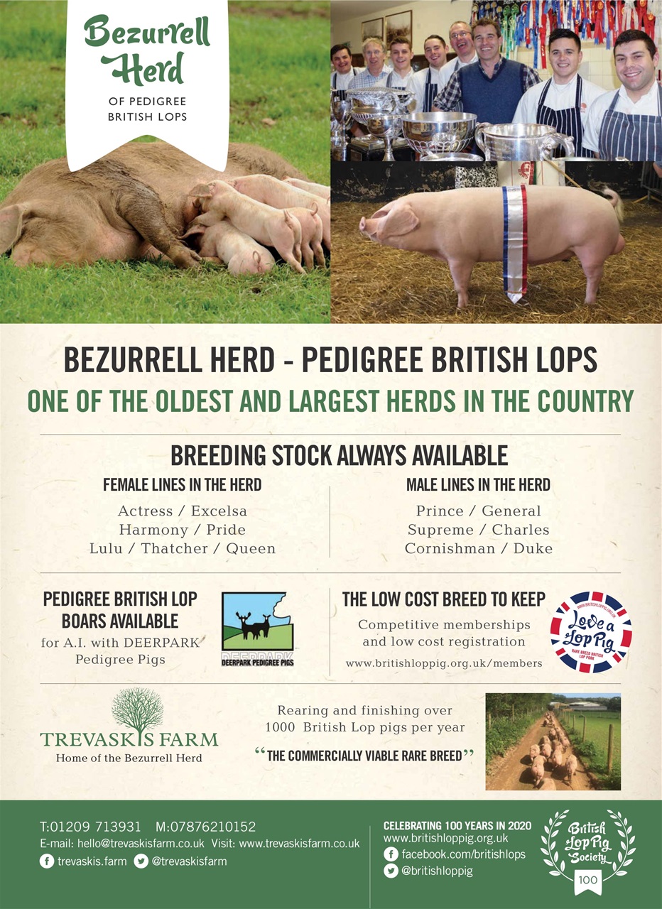 Practical Pigs Preview Pages