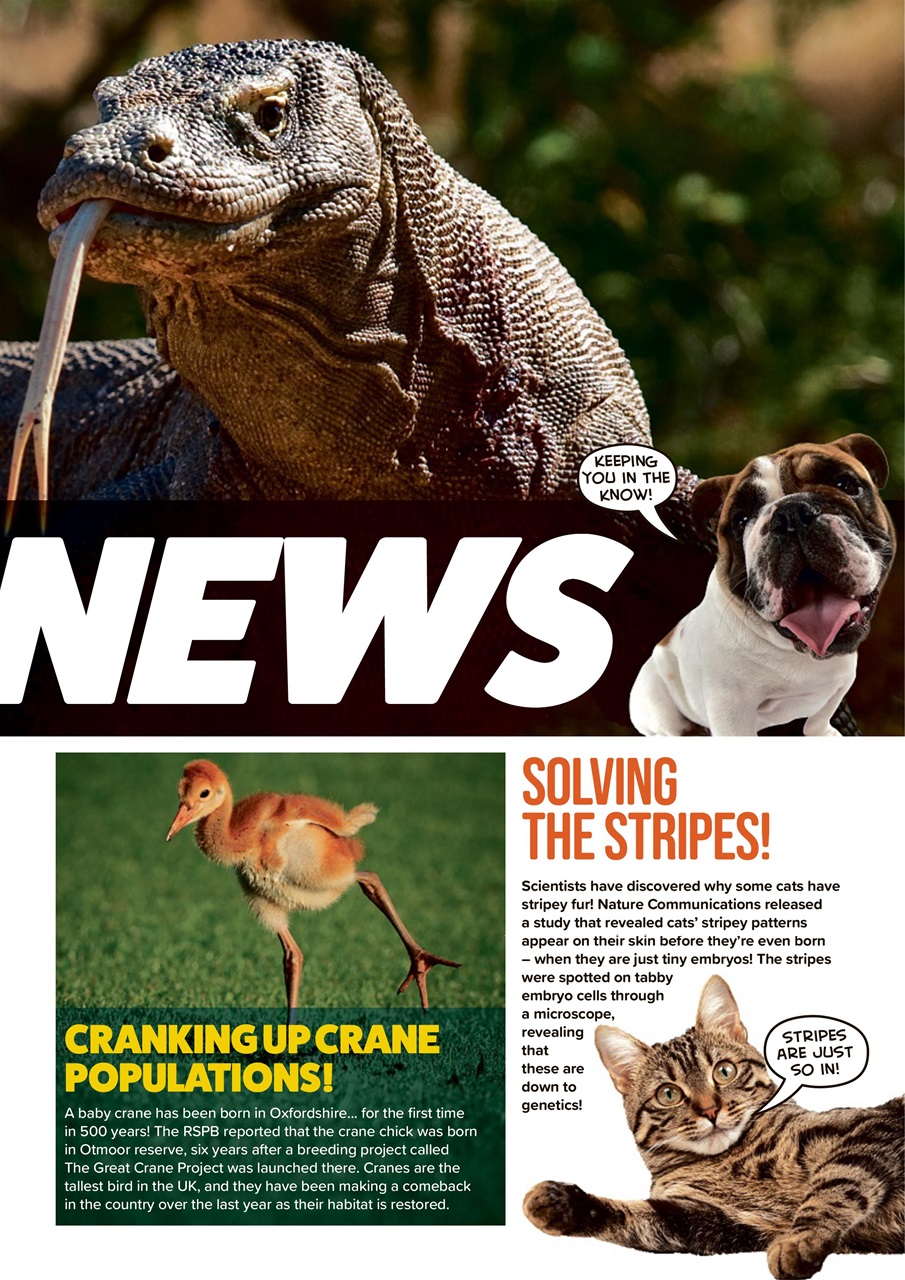 Animal Planet Kids Preview Pages