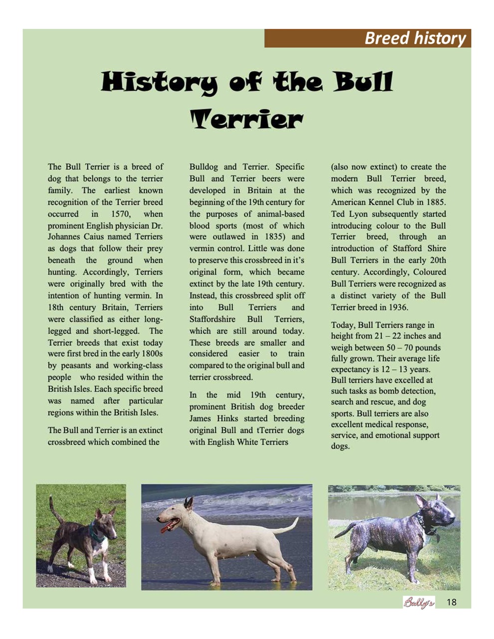 Bully’s - The Bulldog Magazine Preview Pages