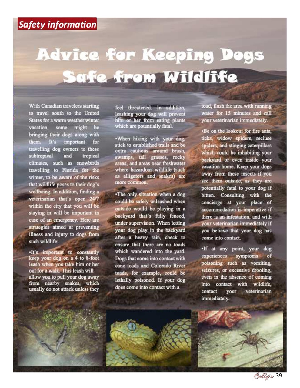 Bully’s - The Bulldog Magazine Preview Pages