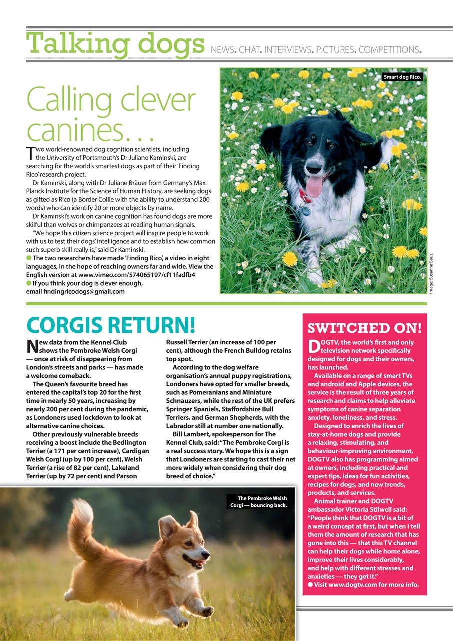 Your Dog Preview Pages