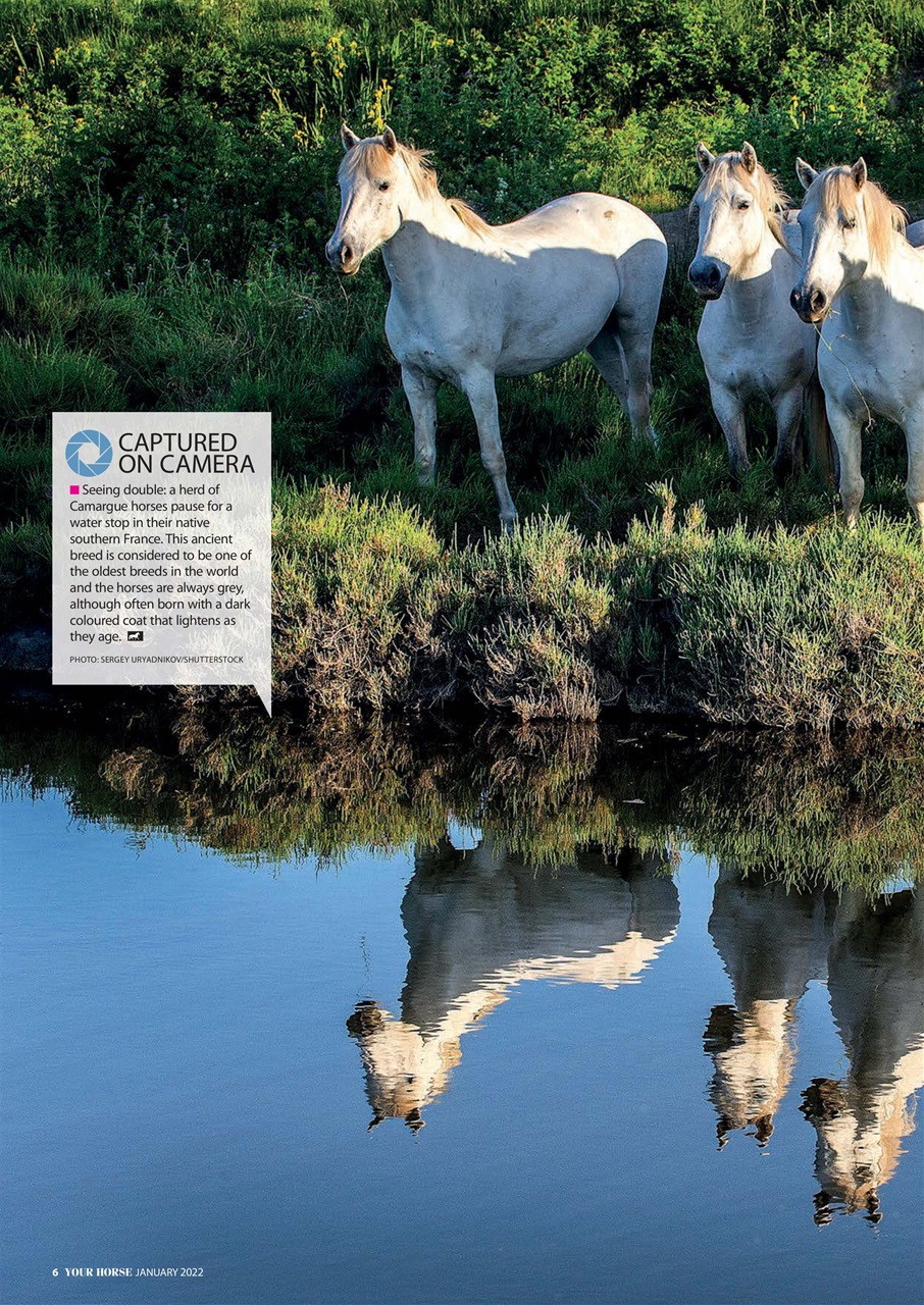 Your Horse Preview Pages