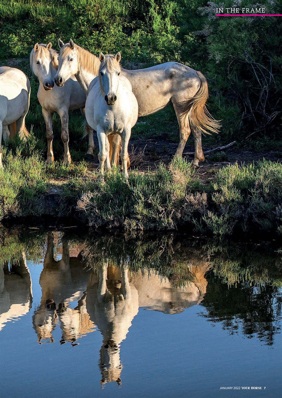 Your Horse Preview Pages