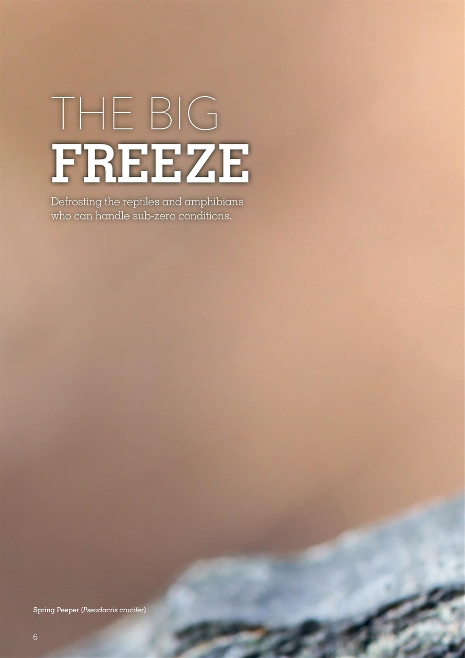 Exotics Keeper Preview Pages