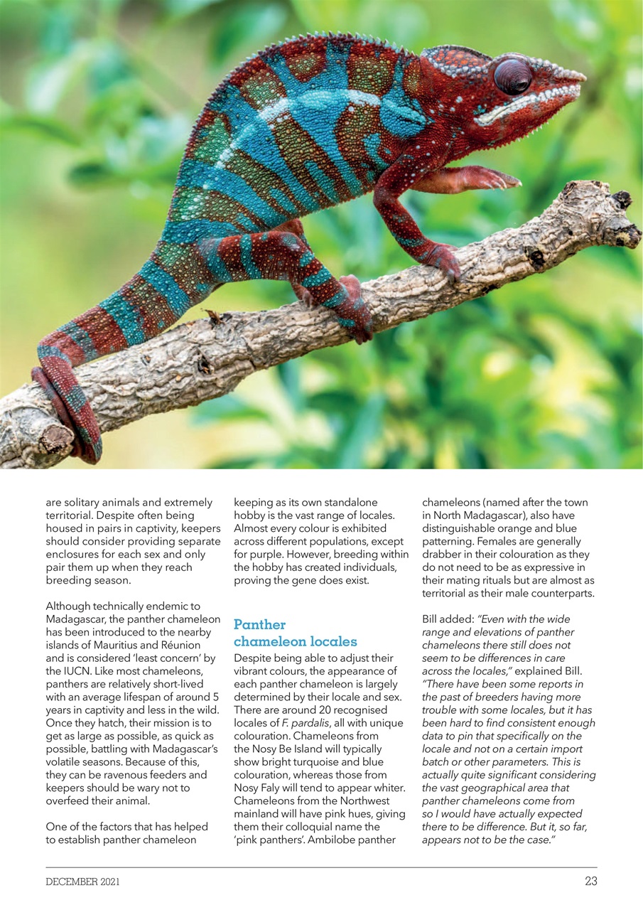 Exotics Keeper Preview Pages