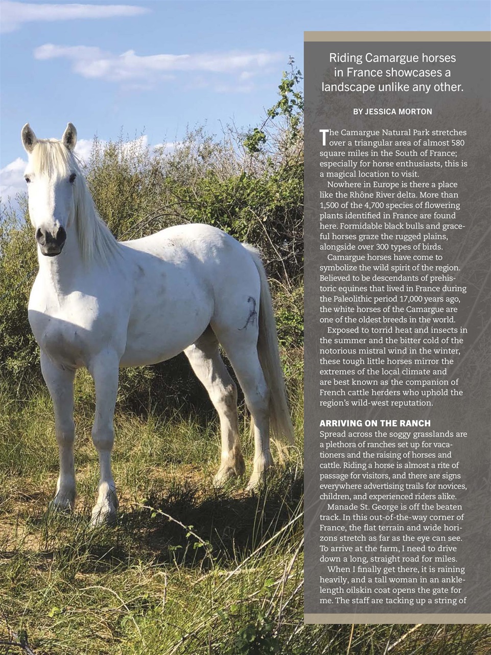 Horse Illustrated Magazine Preview Pages