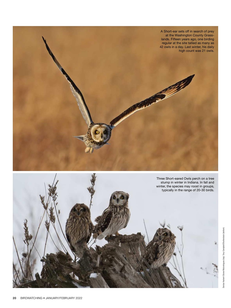 BirdWatching Preview Pages