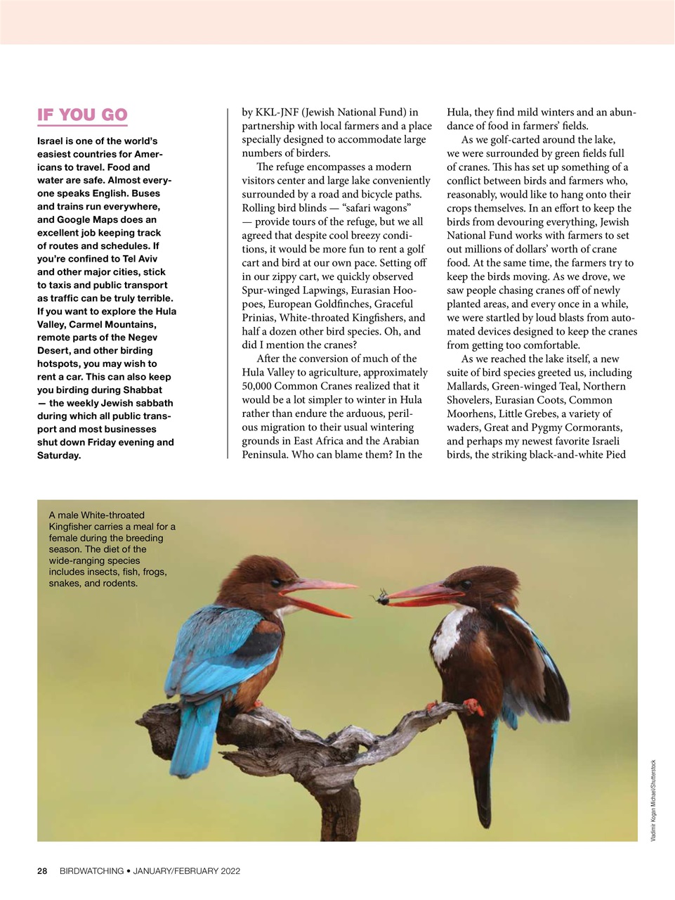 BirdWatching Preview Pages