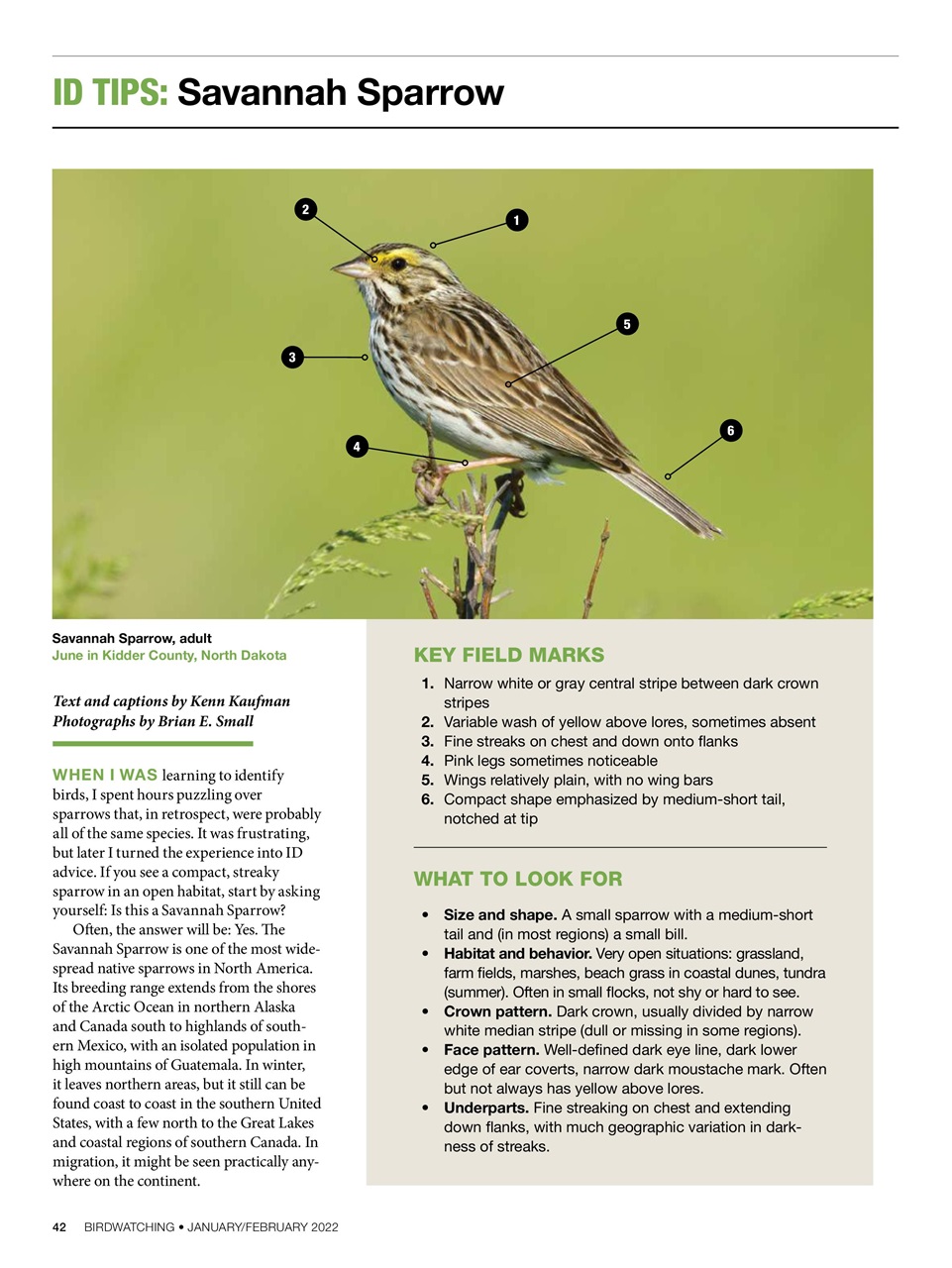 BirdWatching Preview Pages