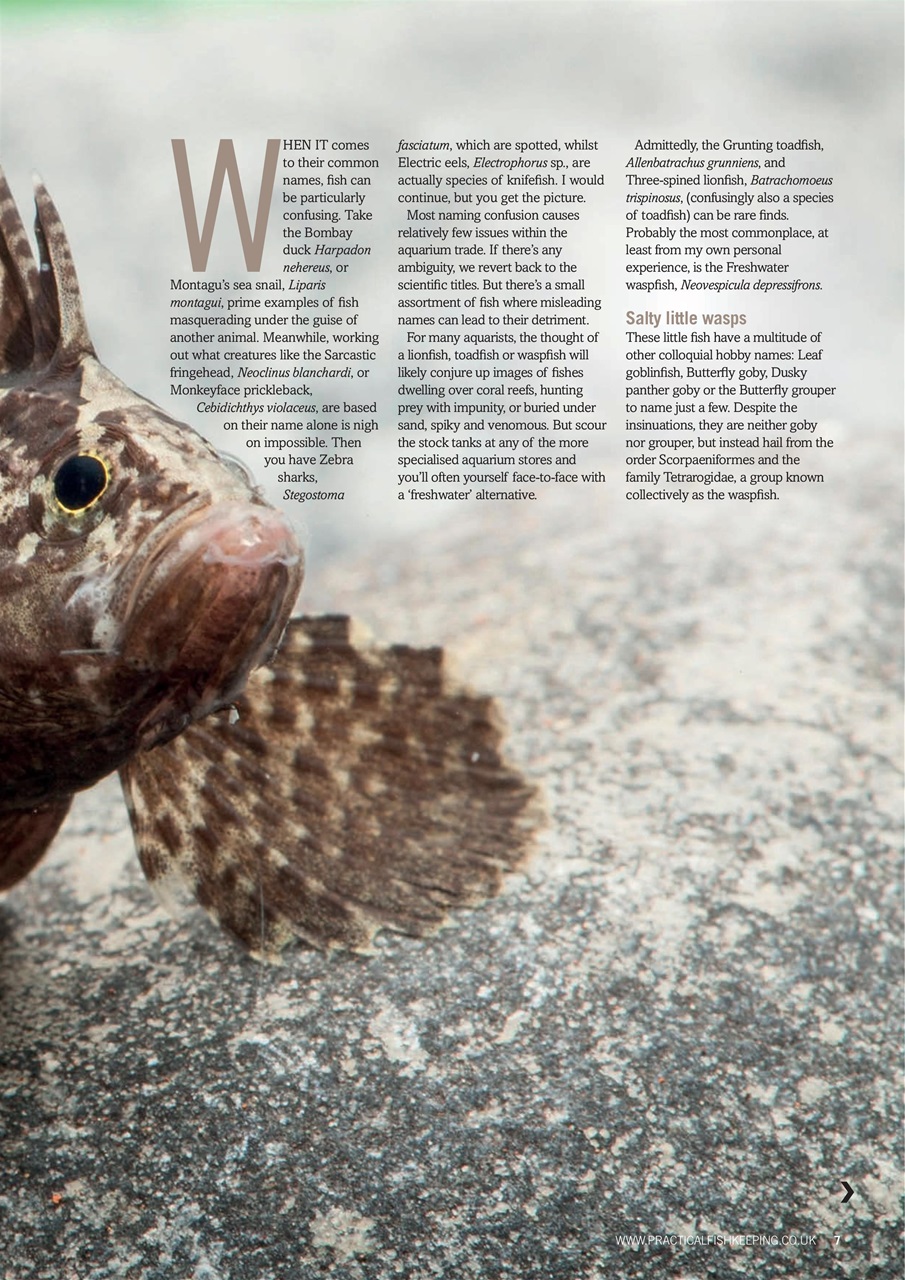 Practical Fishkeeping Preview Pages