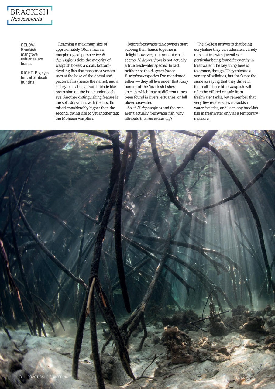 Practical Fishkeeping Preview Pages