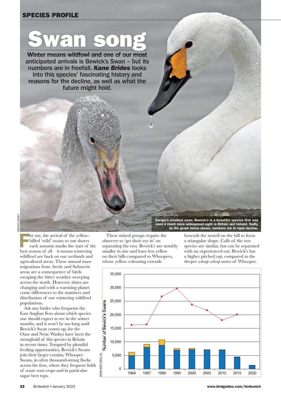 Birdwatch Magazine Preview Pages