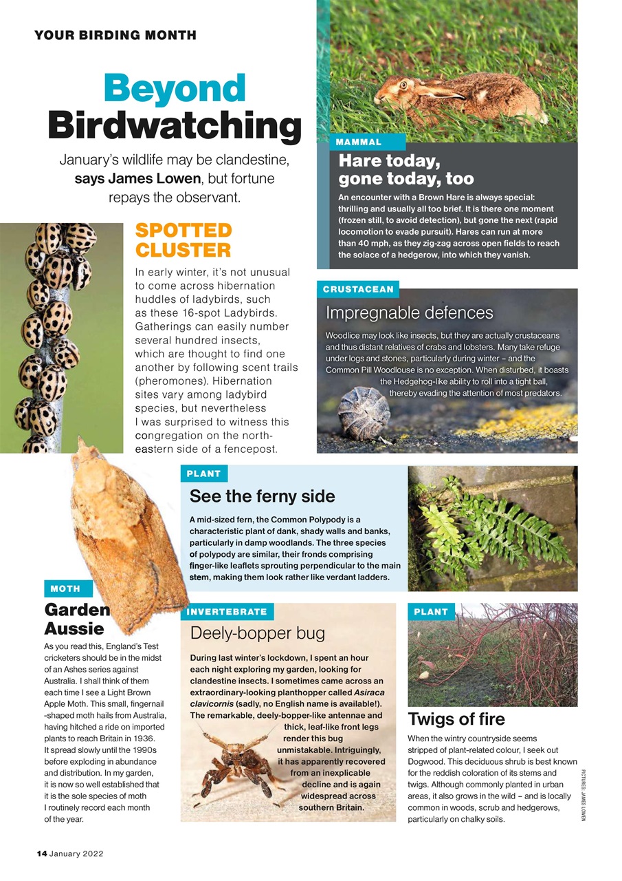Bird Watching Preview Pages