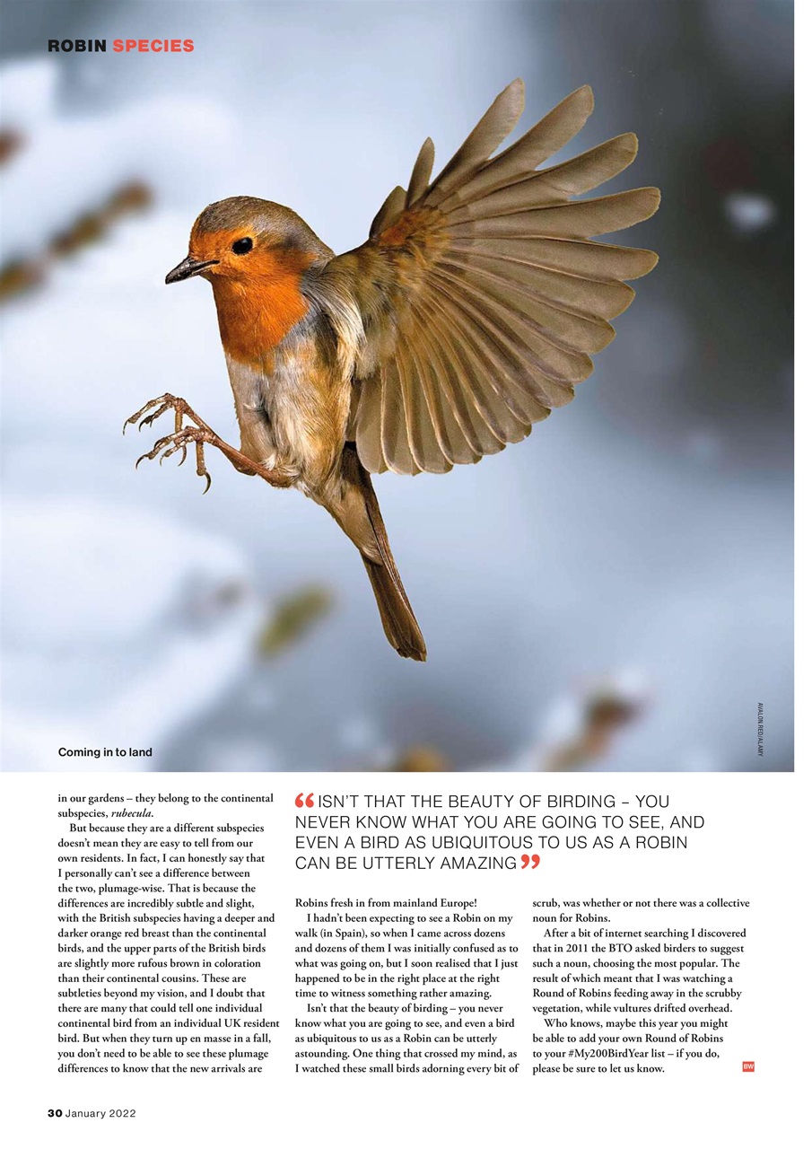 Bird Watching Preview Pages