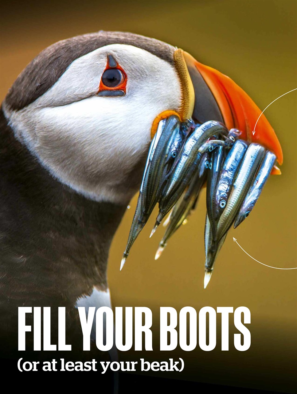 BBC Wildlife Magazine Preview Pages