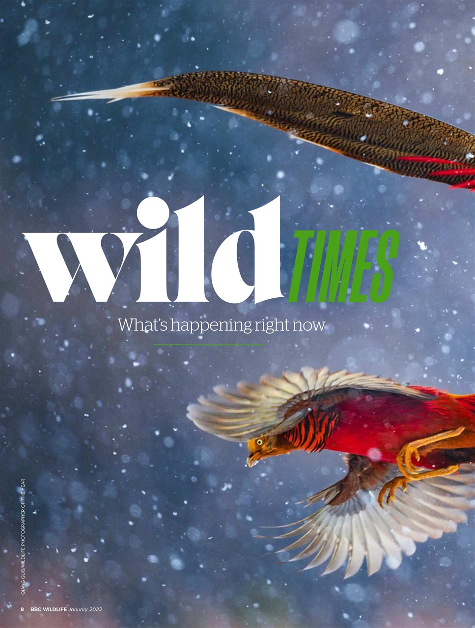 BBC Wildlife Magazine Preview Pages