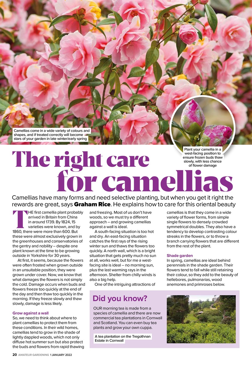 Amateur Gardening Preview Pages