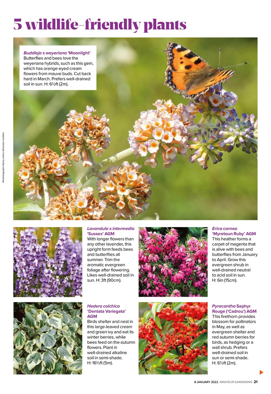 Amateur Gardening Preview Pages
