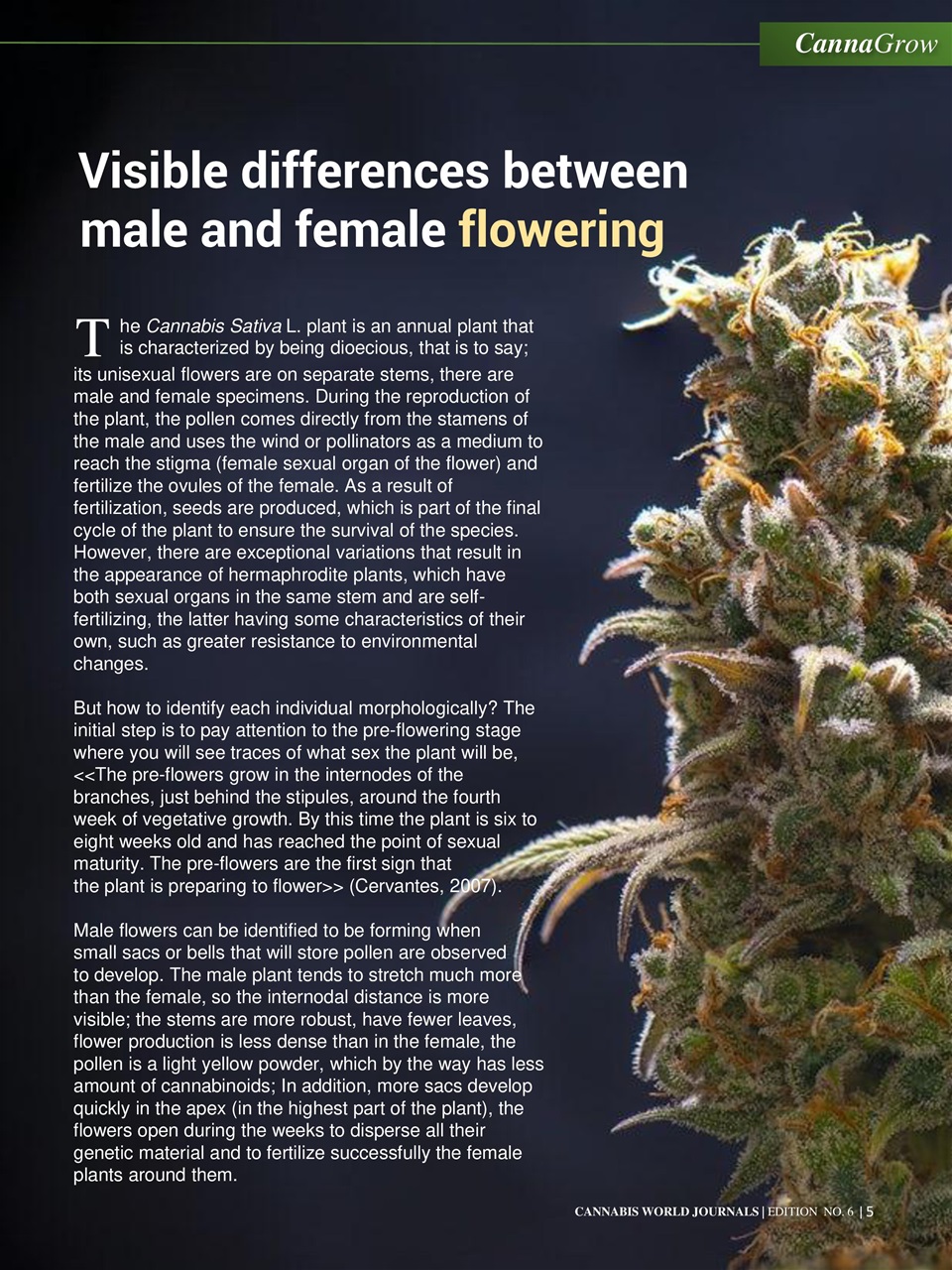 Cannabis World Journals Preview Pages