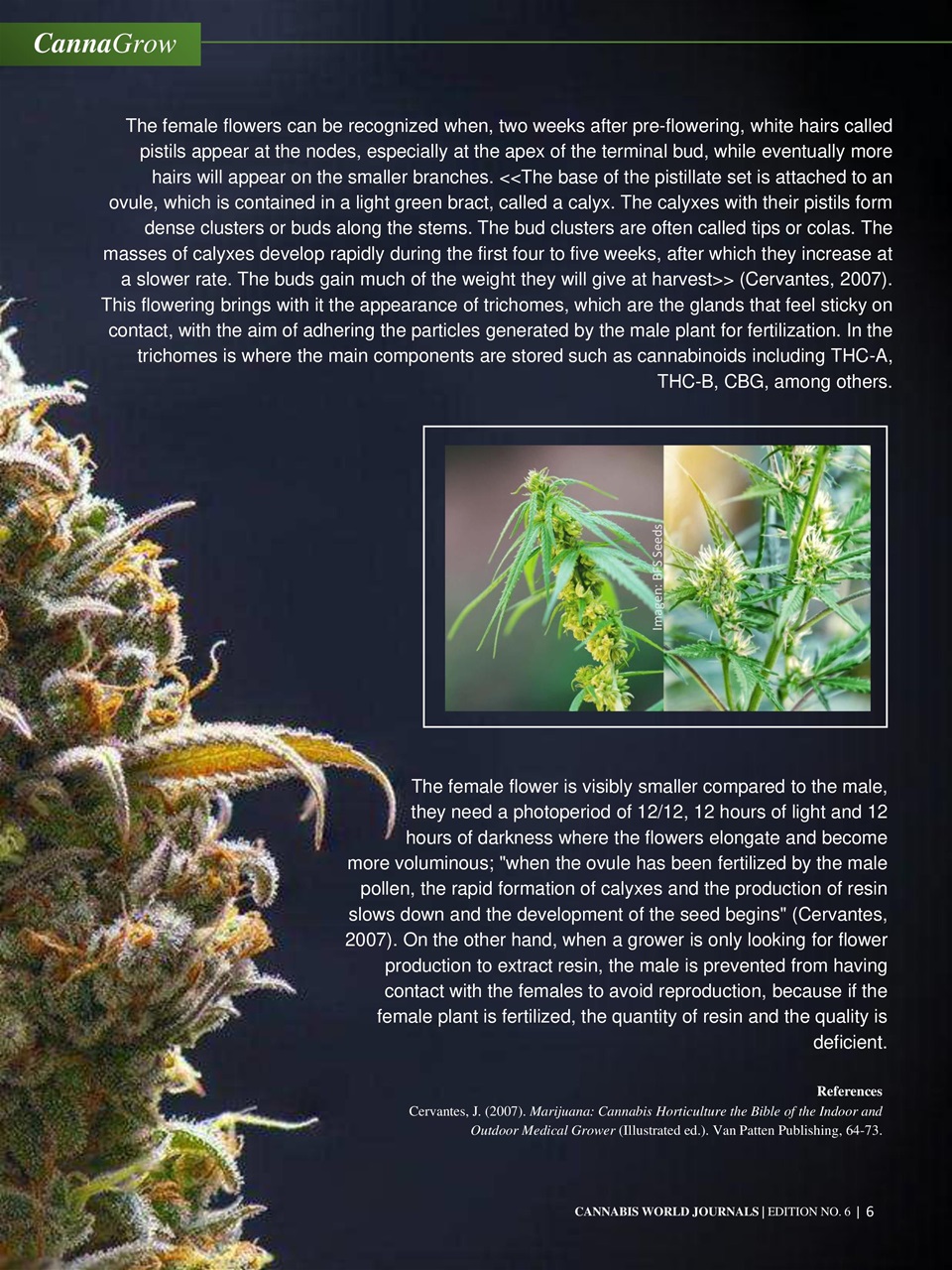 Cannabis World Journals Preview Pages