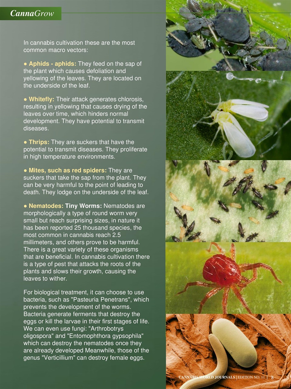 Cannabis World Journals Preview Pages