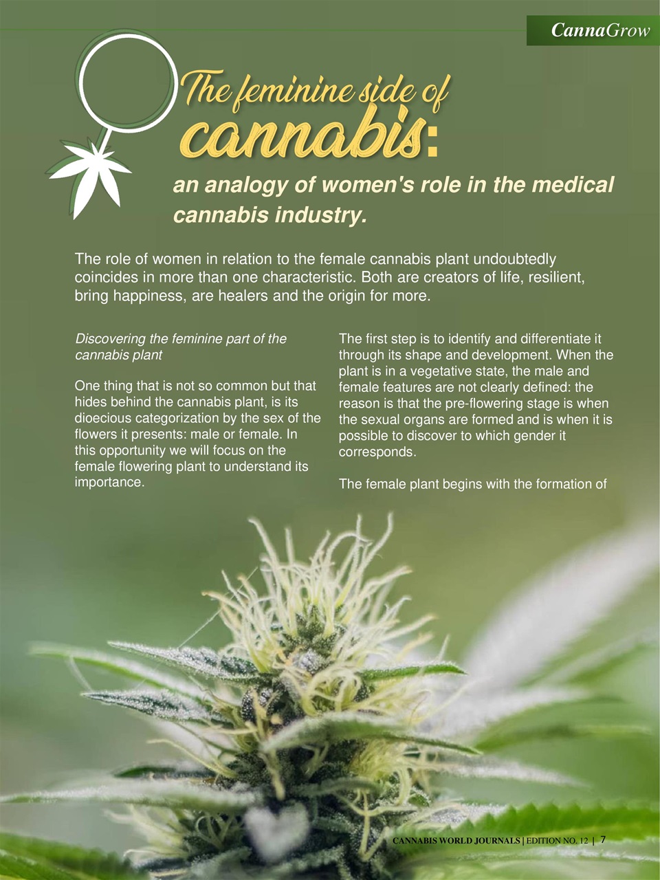 Cannabis World Journals Preview Pages