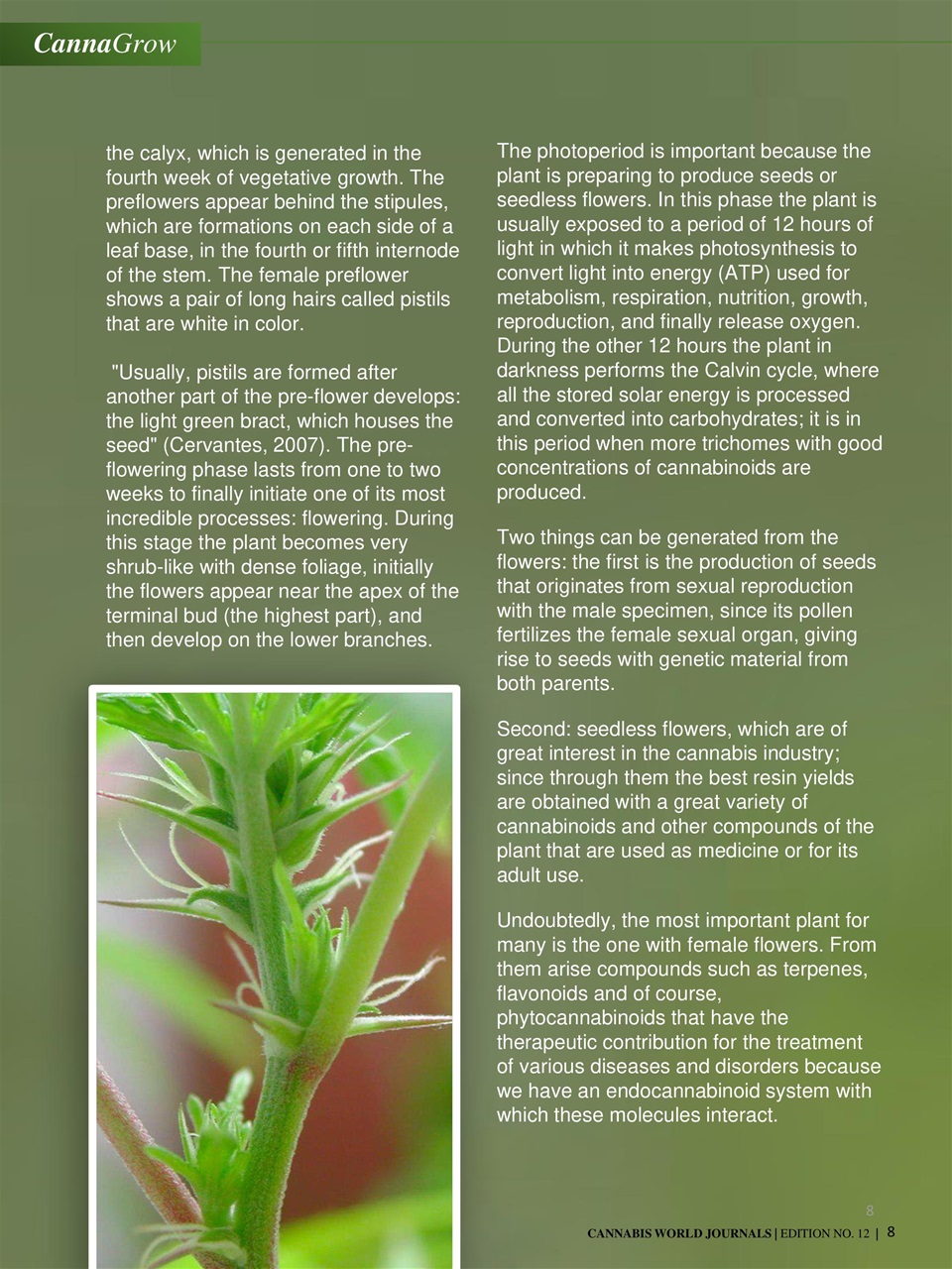 Cannabis World Journals Preview Pages