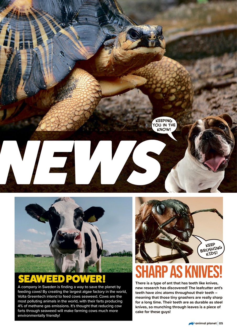 Animal Planet Kids Preview Pages