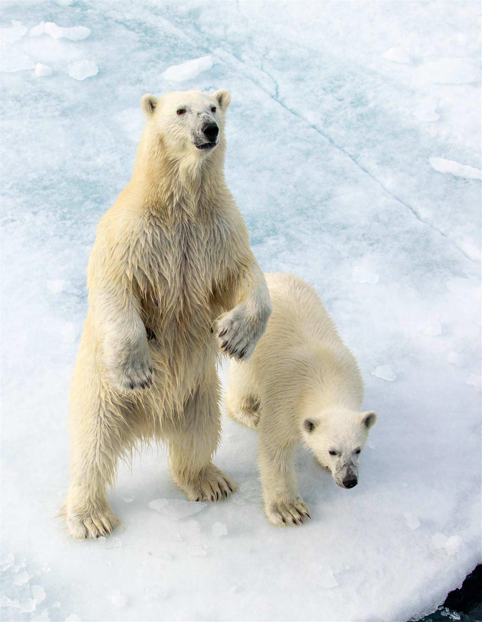 Signature Luxury Travel & Style Preview Pages