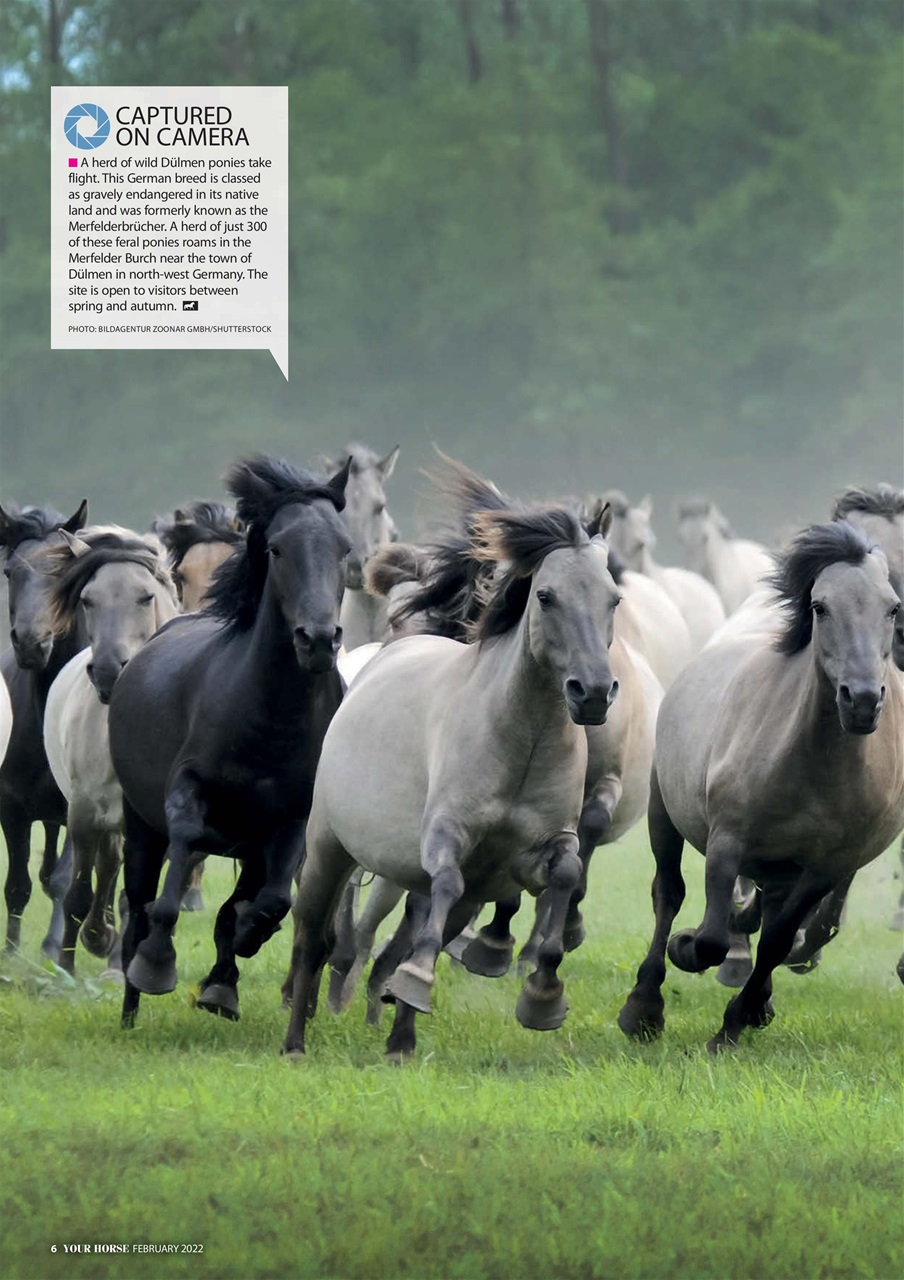 Your Horse Preview Pages