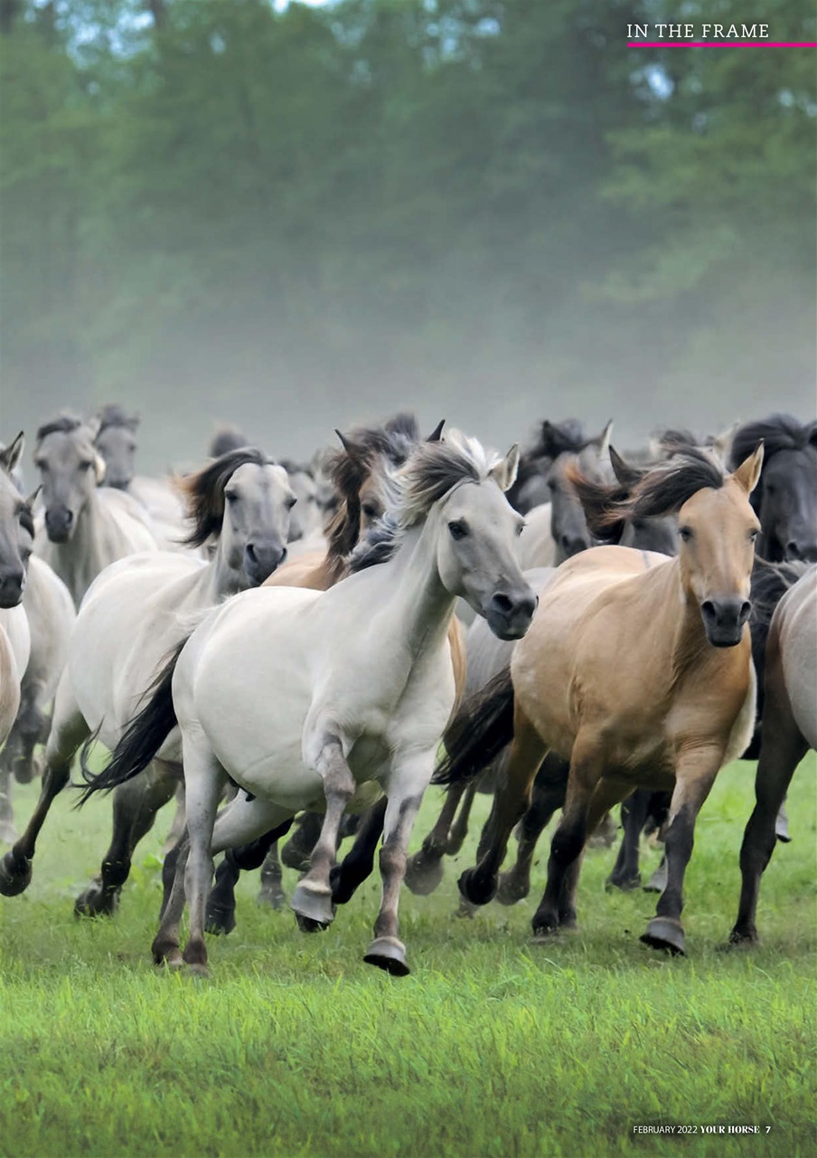 Your Horse Preview Pages