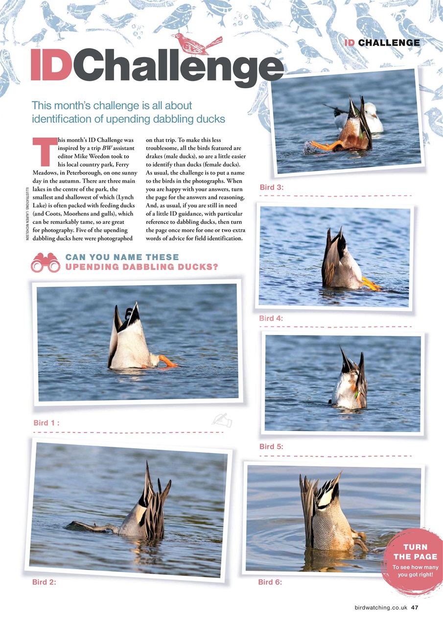 Bird Watching Preview Pages