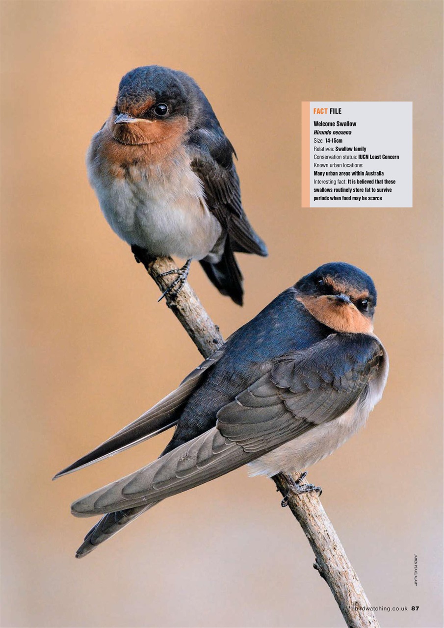 Bird Watching Preview Pages