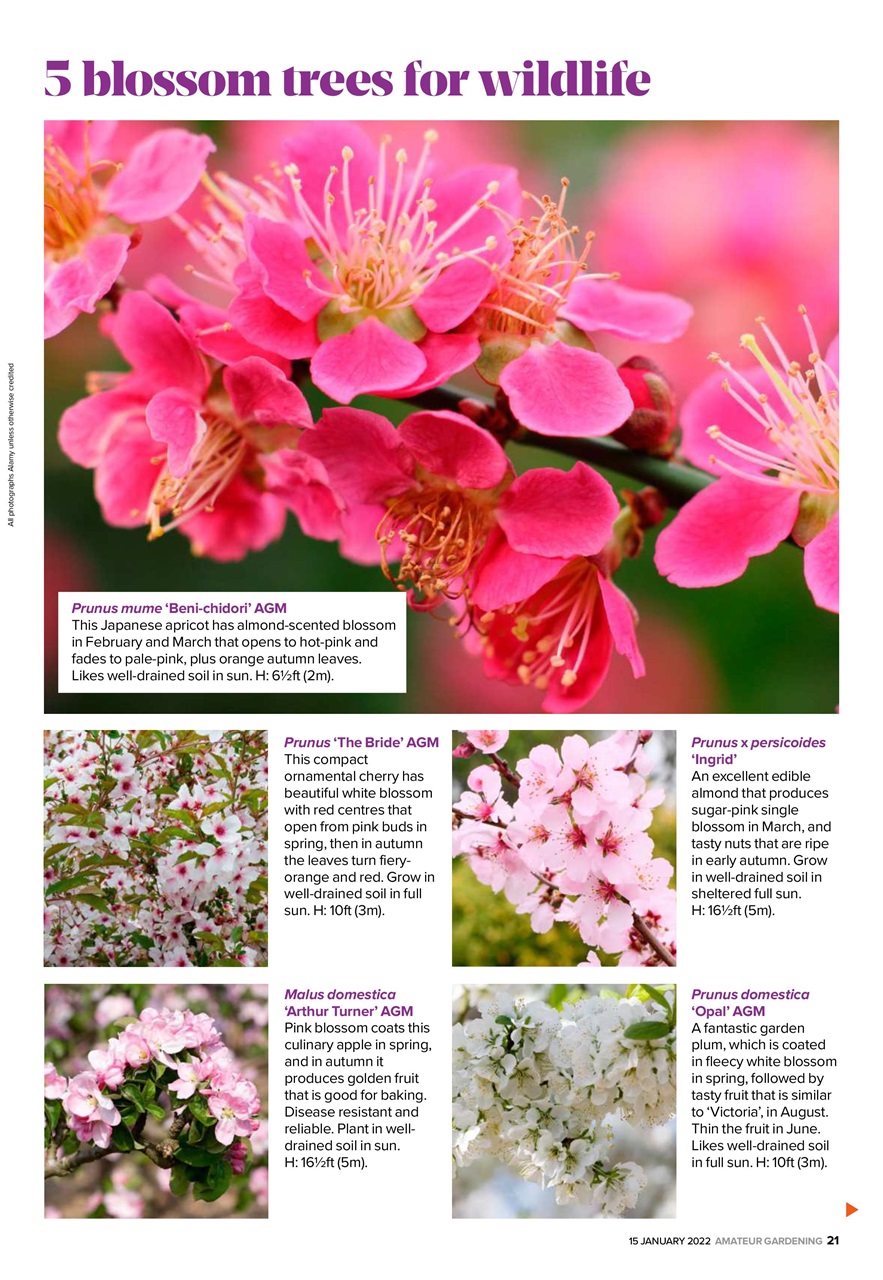 Amateur Gardening Preview Pages