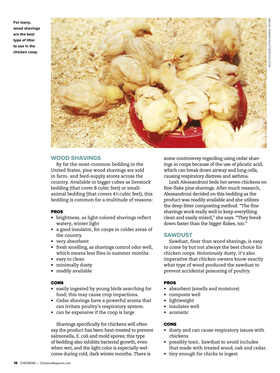 Chickens Magazine Preview Pages