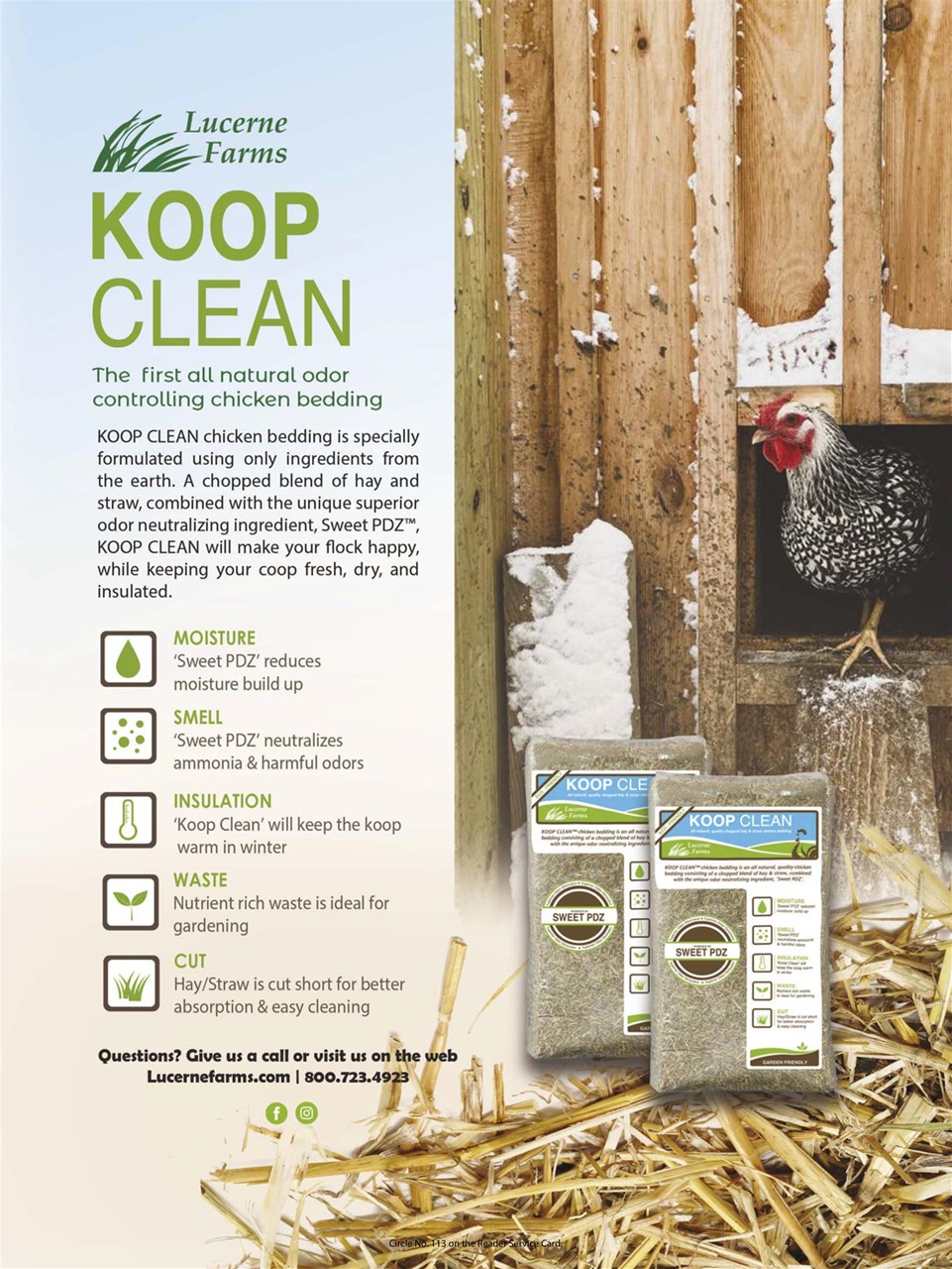 Chickens Magazine Preview Pages