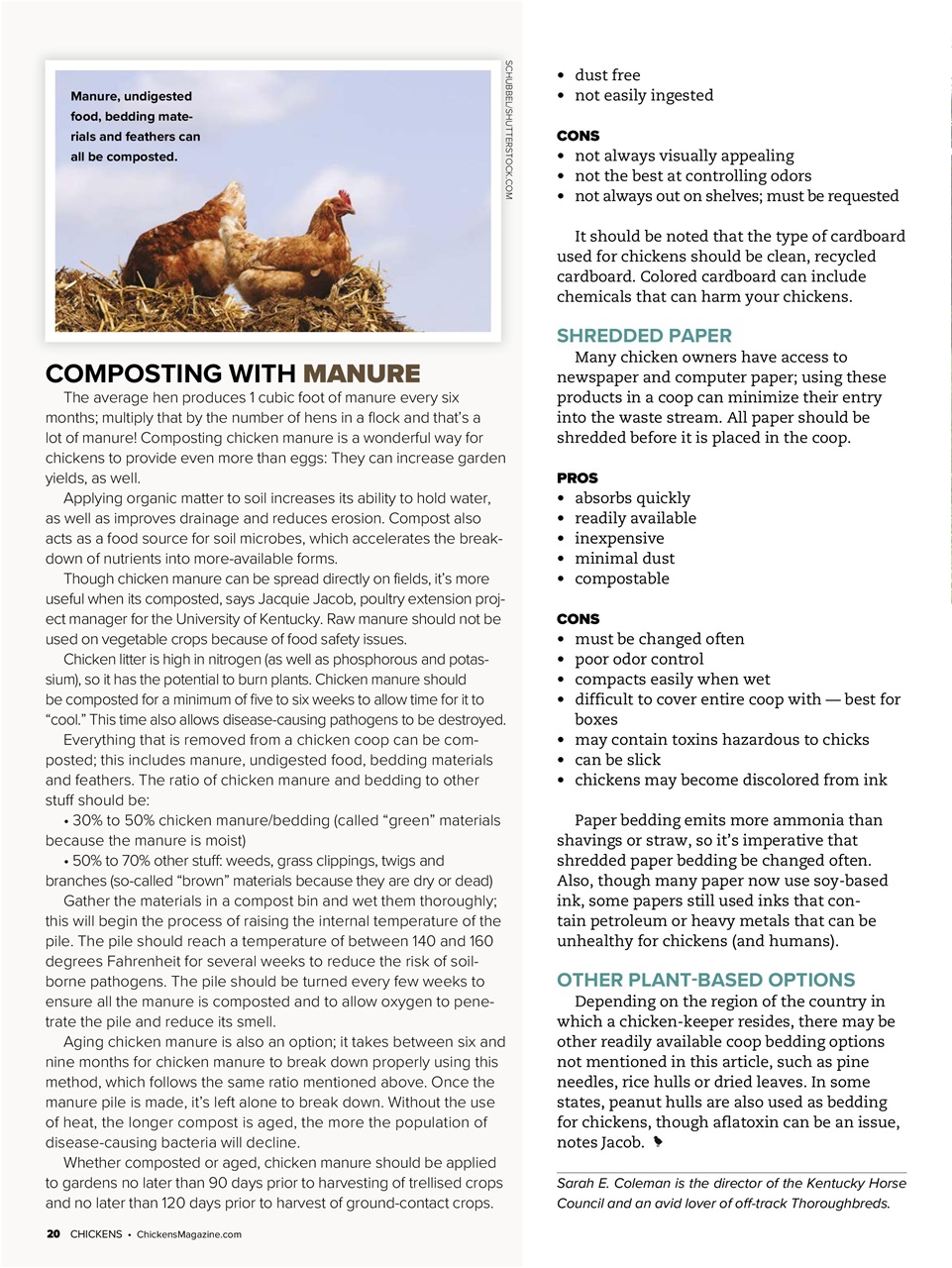 Chickens Magazine Preview Pages