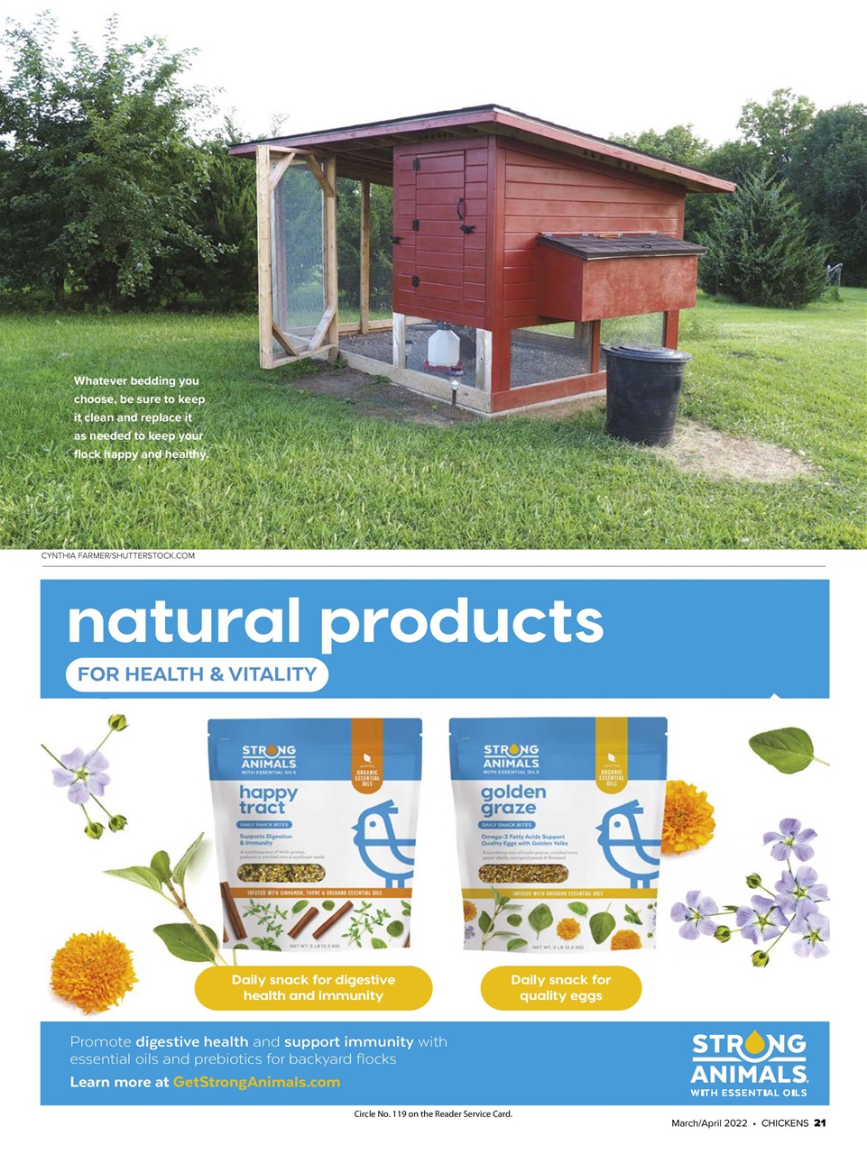 Chickens Magazine Preview Pages