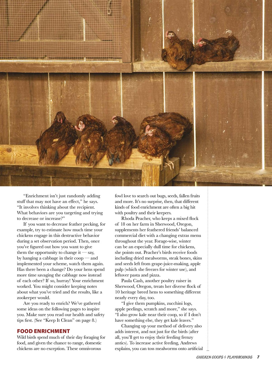 Chickens Magazine Preview Pages