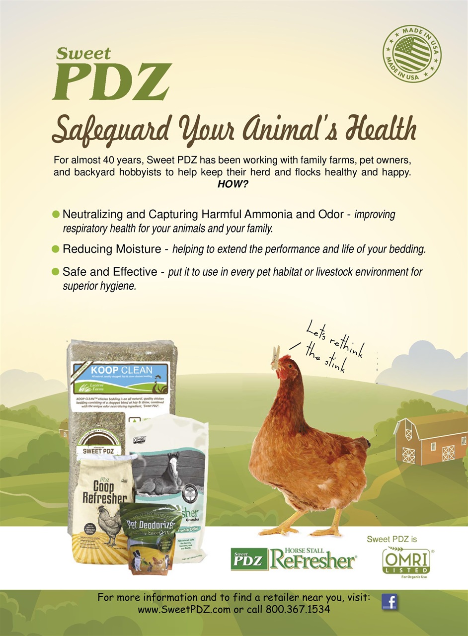 Chickens Magazine Preview Pages