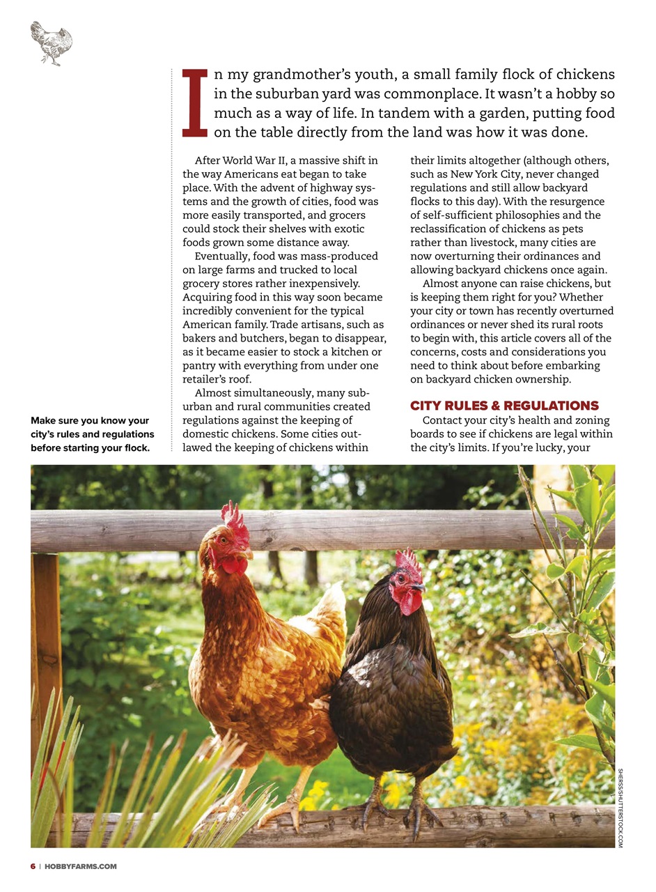 Chickens Magazine Preview Pages