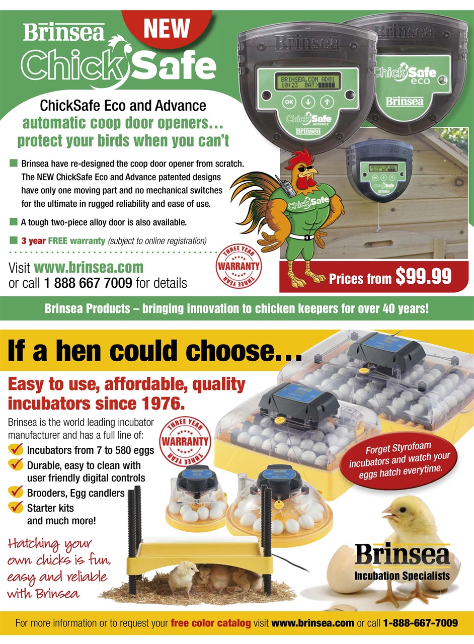 Chickens Magazine Preview Pages