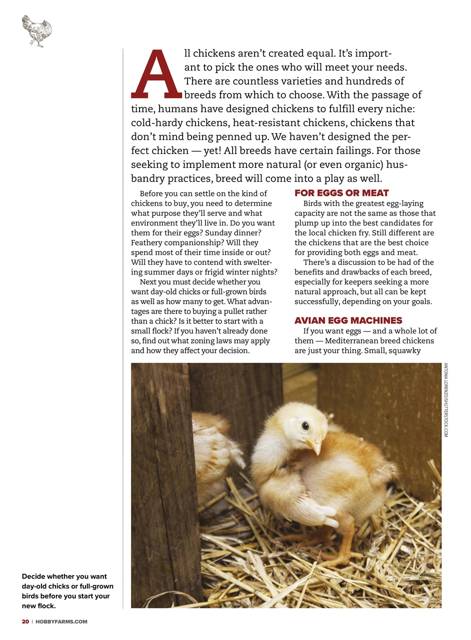 Chickens Magazine Preview Pages